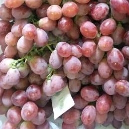 

BUAH ANGGUR RED GOLBY /500g