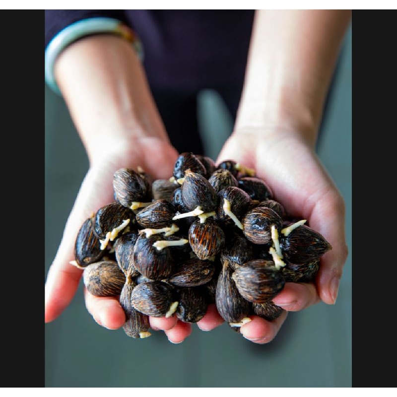 Bijian  Benih Bibit kecambah polong sawit TOPAZ ASLI BERSERTIFIKAT