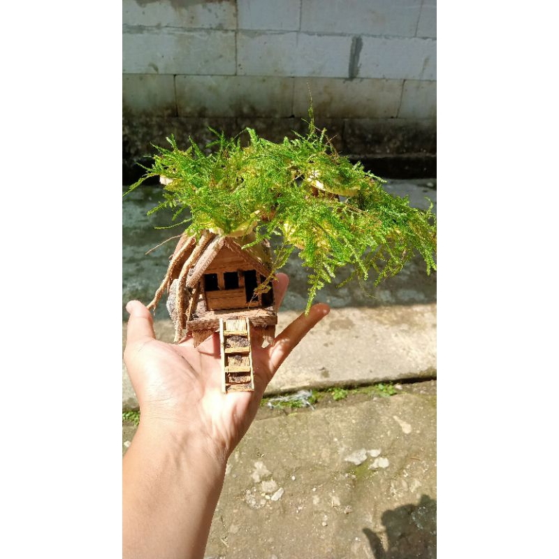 pohon bonsai miniatur rumah pohon+mos bonsai aquascape