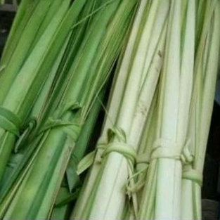 

janur kelapa siap kirim isi 15 pcs