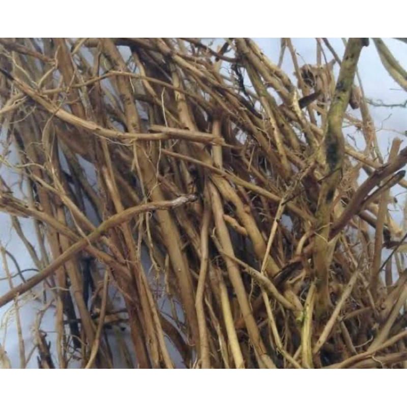 

Akar bambu kuning organik 500 gram fresh-az