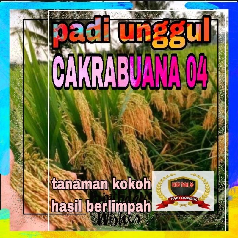 BENIH PADI SUPER BERBOBOT CAKRABUANA04 ORIGINAL 5KG