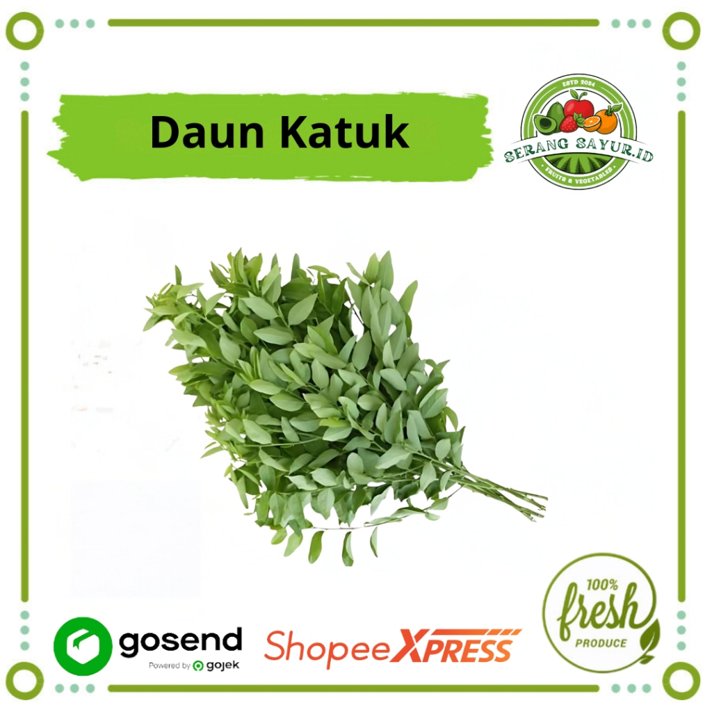 

[INSTAN SERANG] DAUN KATUK / IKAT