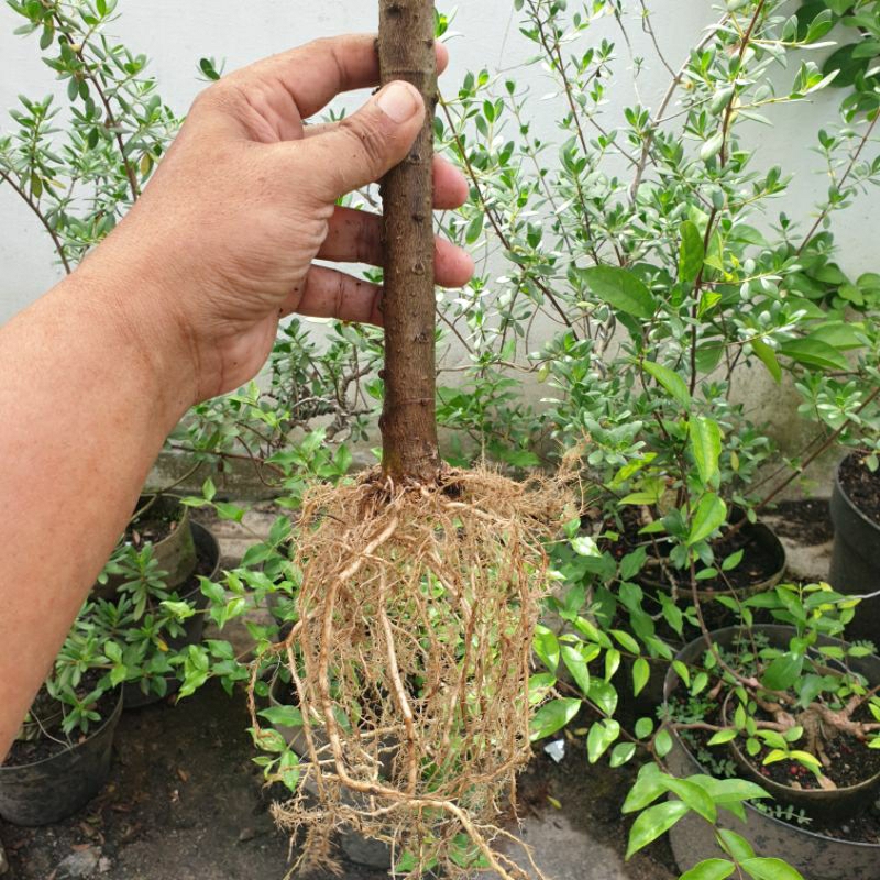 bahan bonsai anting putri mikro prokar