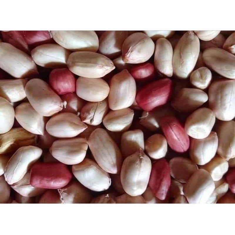 

kacang tanah murah per liter