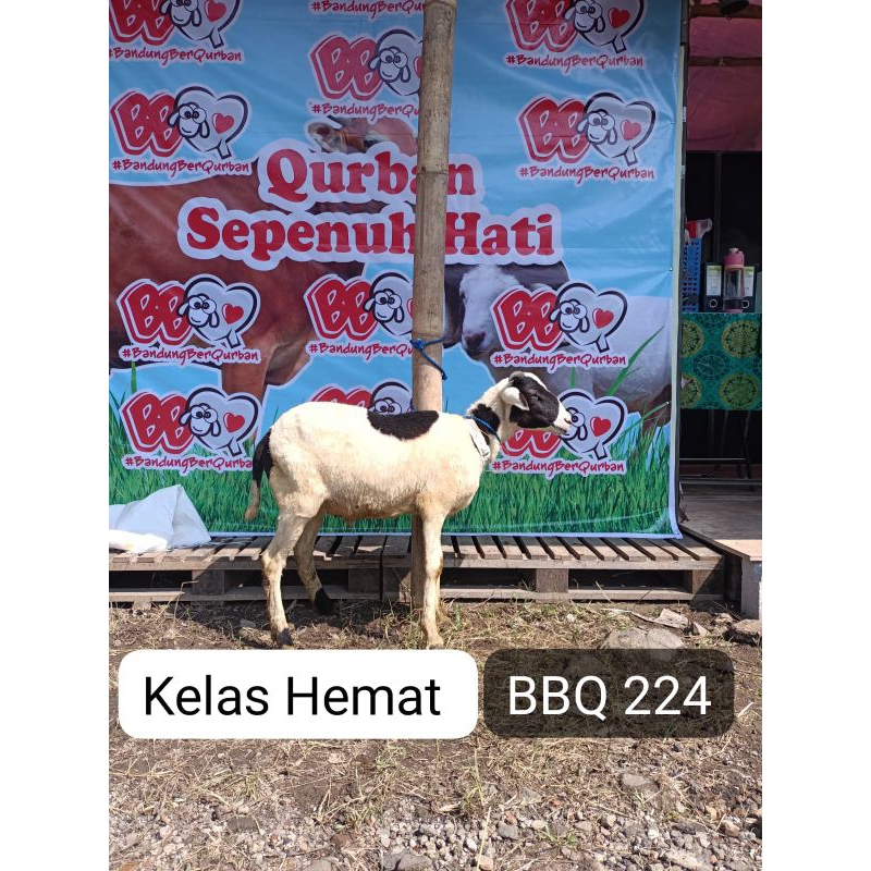 Hewan Qurban Domba Sapi Kambing