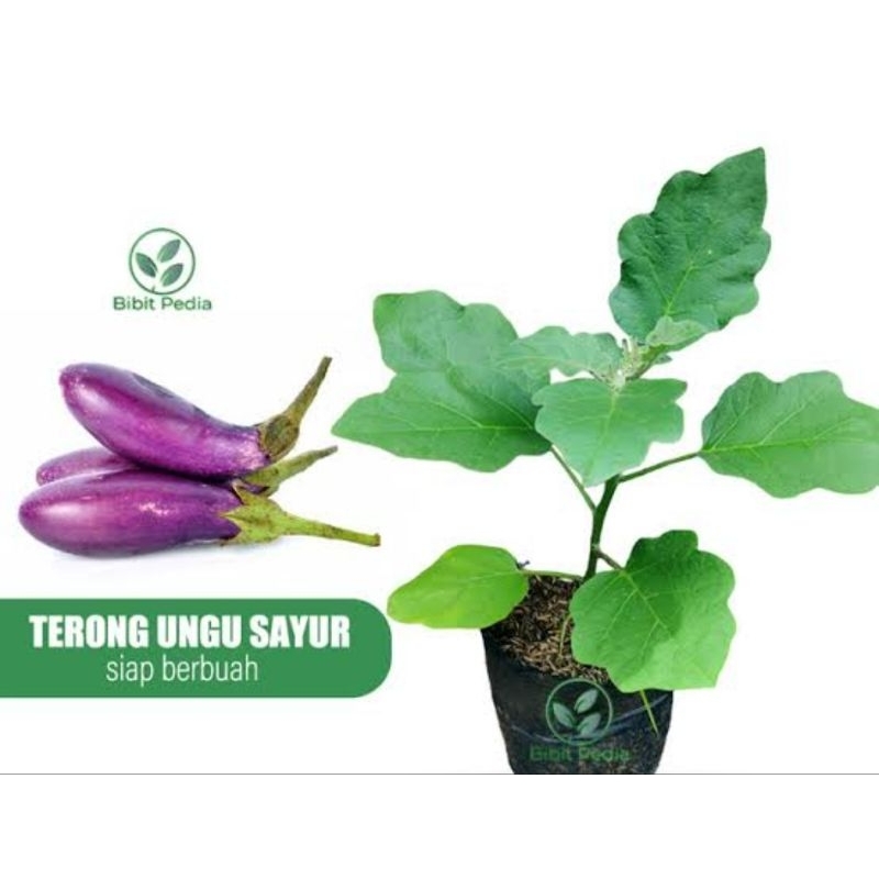 bibit dan benih terong unggu yang sudah tumbuh