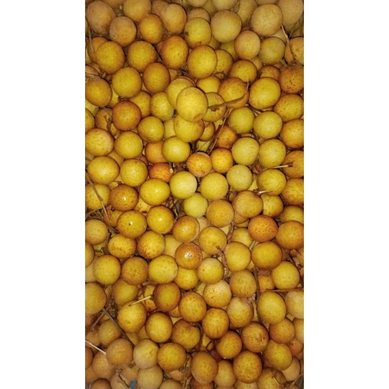 Kelengkeng Gold