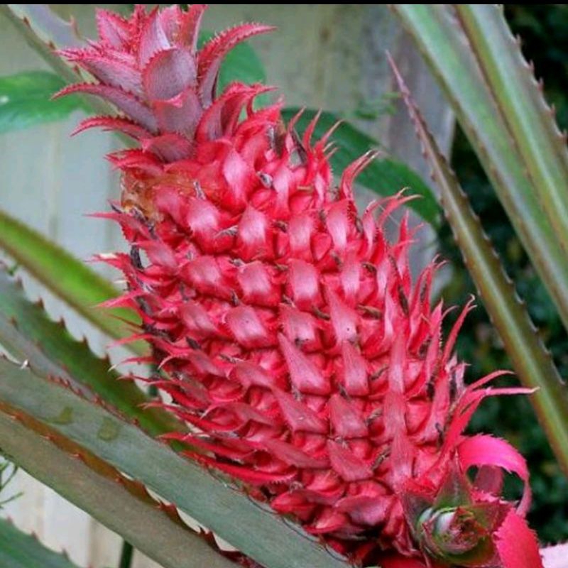 Bibit Nanas Hutan Atau Nanas Merah Per Bibit