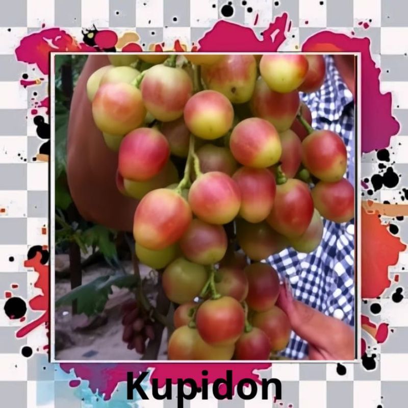 

bibit anggur import kupidon