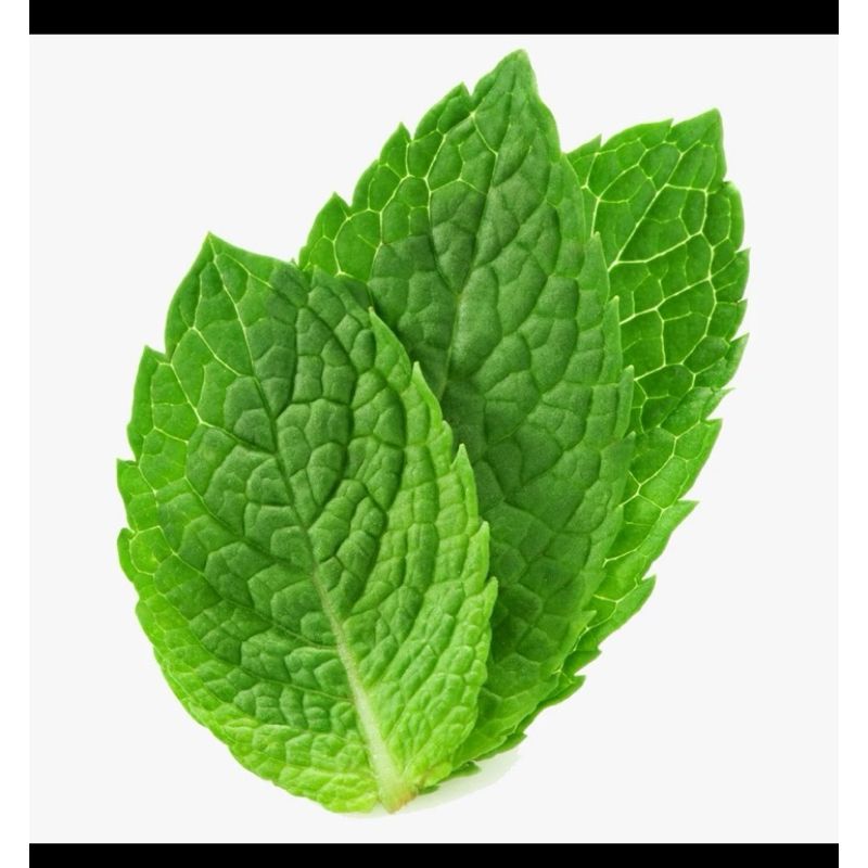 

Daun mint segar 100g