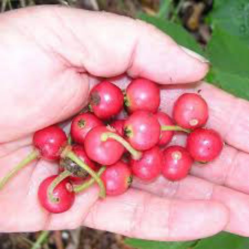 

buah kersem/ceri jawa segar isi 50 buah