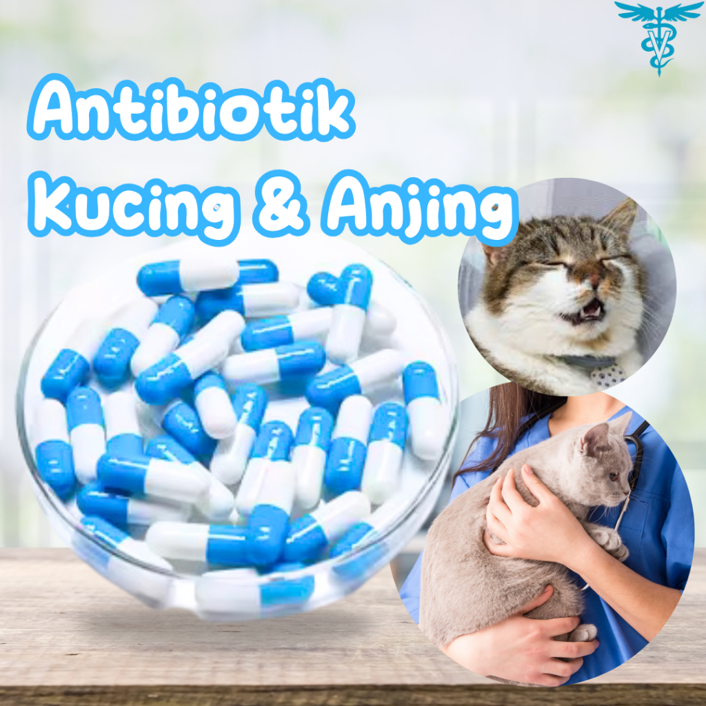 OBAT ANTIBIOTIK DEMAM INFEKSI KUCING VITAMIN KUCING ANTI FLU DAN PILEK CAPS UNTUK KUCING KAPSUL FLU 