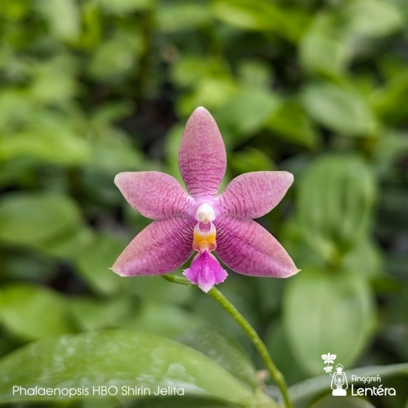 Phalaenopsis HBO Shirin Jelita Anggrek Bulan Mini Wangi - Dewasa & Spike/knob/mekar