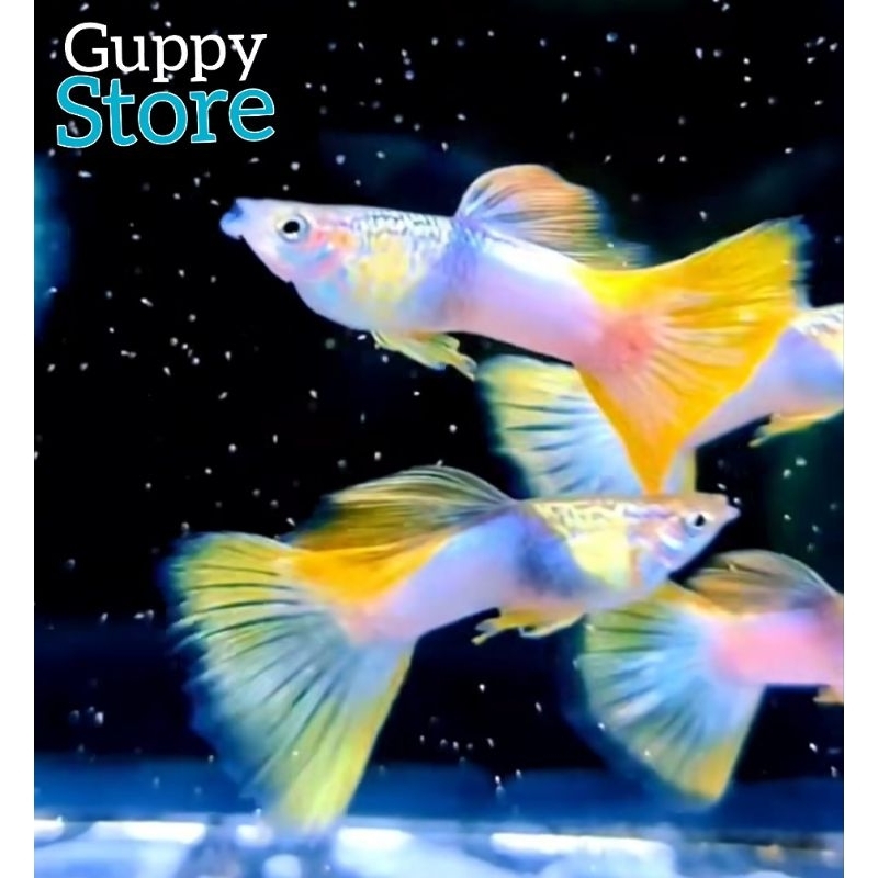 

PER 5PSG METAL PINGU BONUS 1PSG