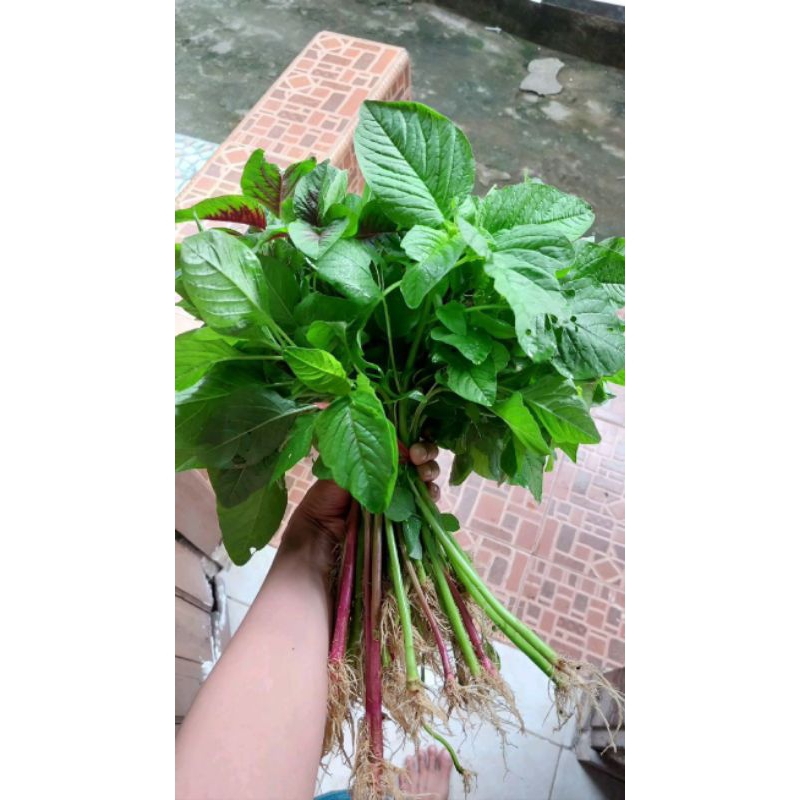 

Bayam