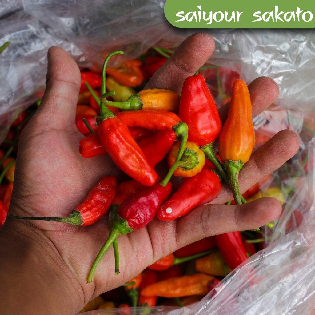 

Cabe Caplak / Cabai Rawit Merah Segar 250gr - Saiyour Sakato