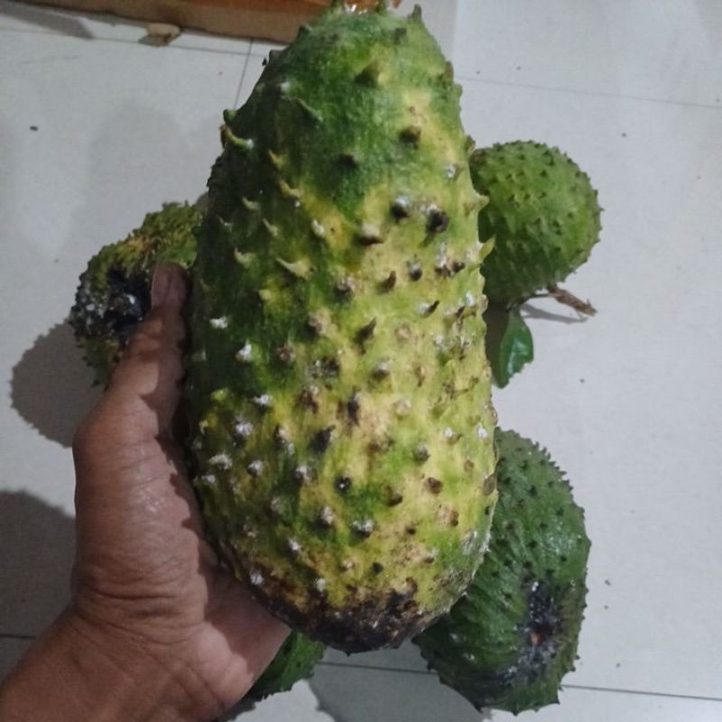 

Sirsak madu segar manis