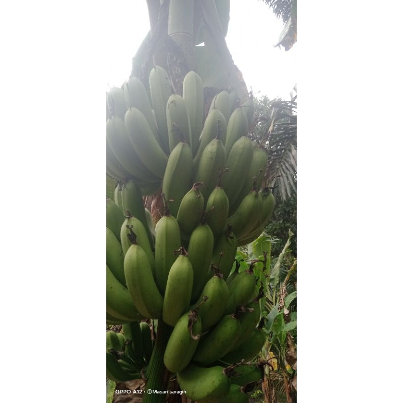 

pisangbarangan