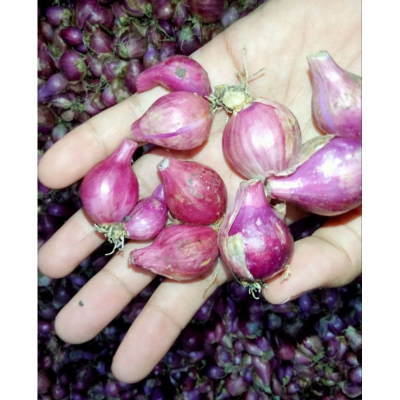 

Bawang merah