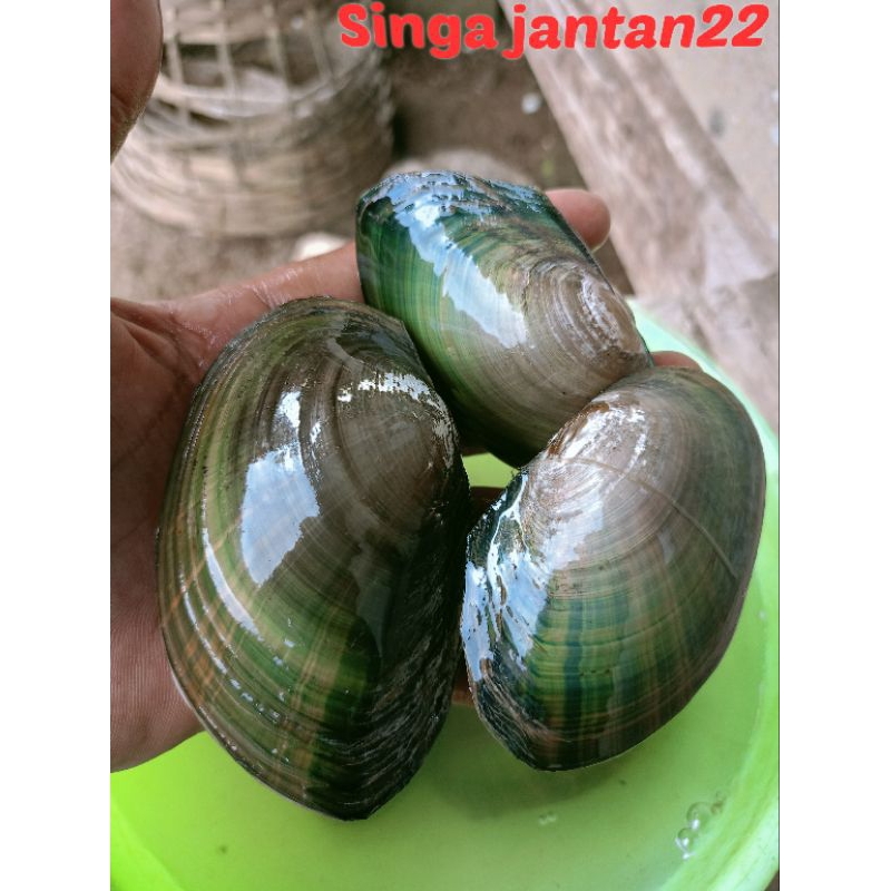 

Kijing kerang air tawar ukuran sedang seafood