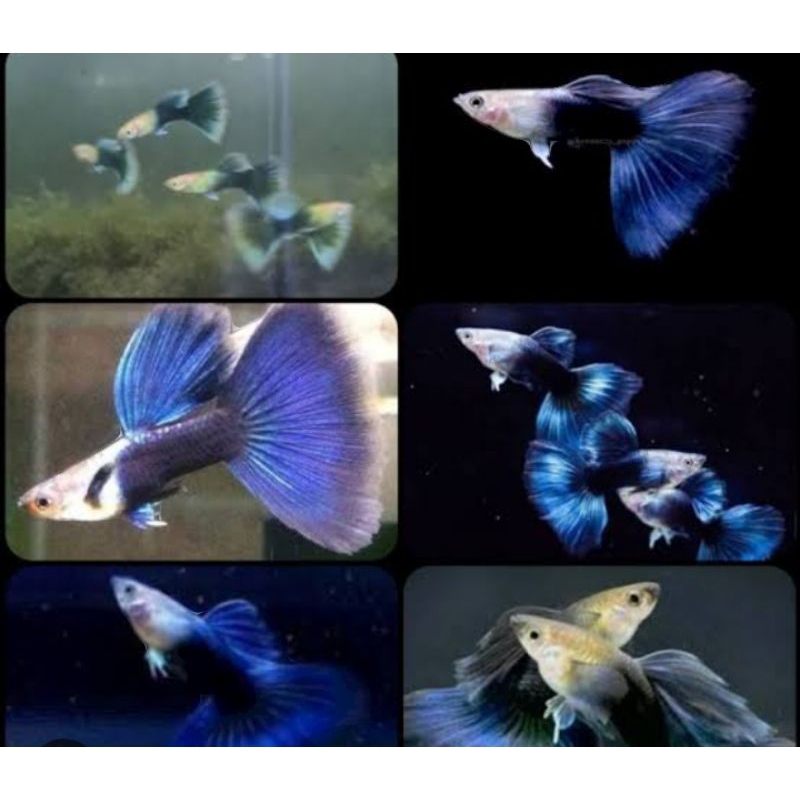 diskon Guppy paket jantan dan betina size induk