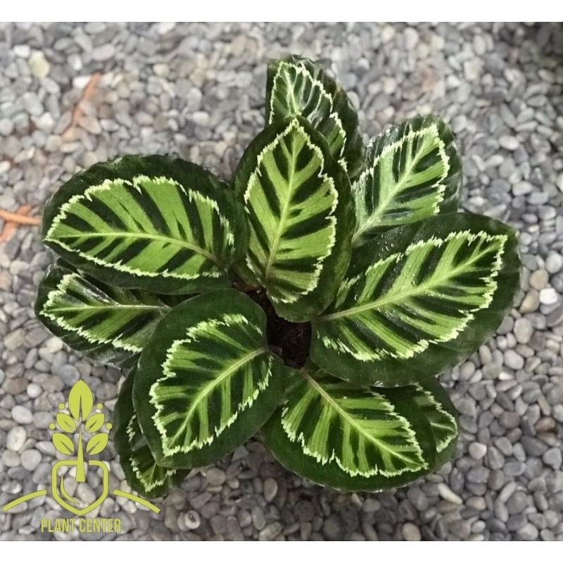 Tanaman Hias Calathea Linden - Calathea Linden
