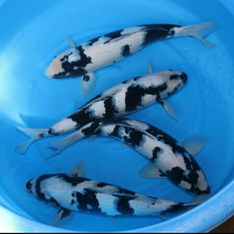 

koi shiro berkualitas grade A+ ukuran 30-45cm