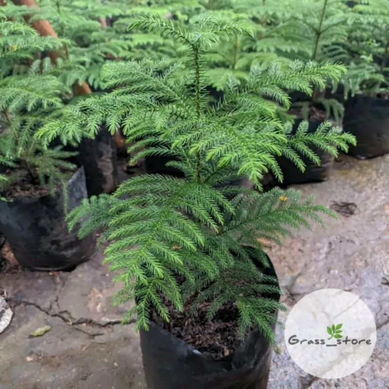 Bibit cemara norflok - pohon Cemara