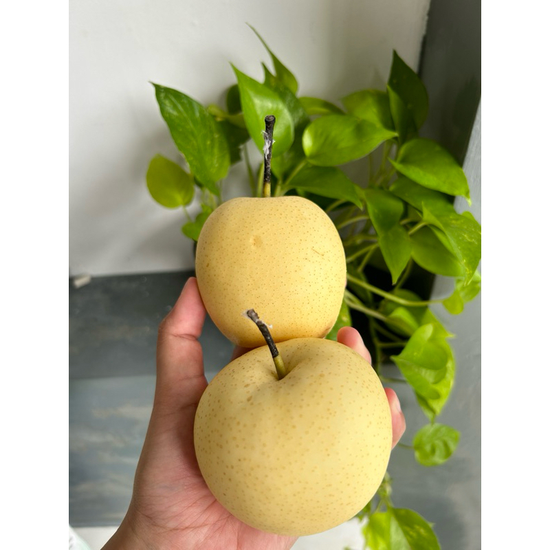 

Pear Century | Century Pear