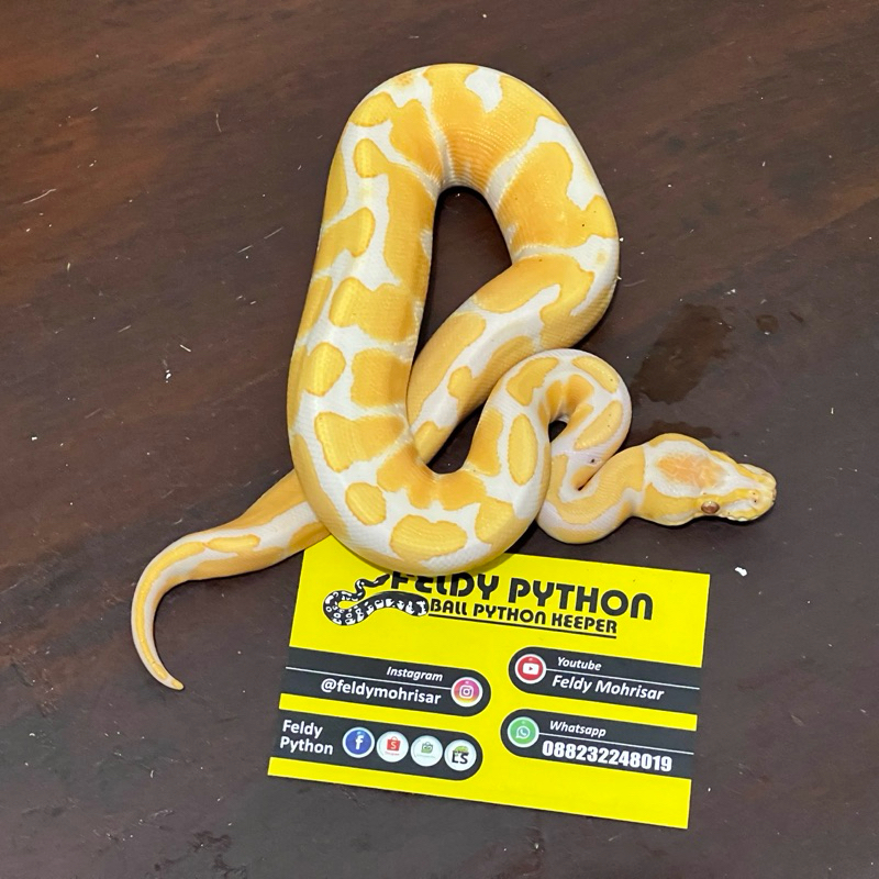 Lavender Ball Python [2023020401]