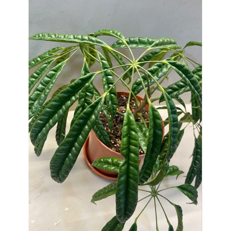 Bibit Tanaman Schefflera Albido-Bracteata/Walisongo Pete