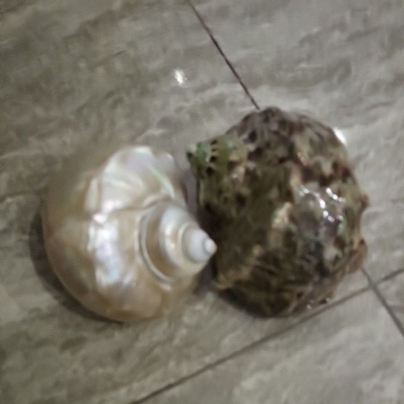 

kerang turbo marmo