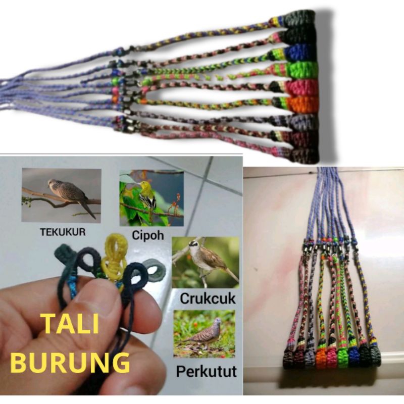 TALI BURUNG TALI PERKUTUT TALI BURUNG TEKUKUR TALI BURUNG BALAM TALI BURUNG CERUCUK TALI  BURUNG KUT