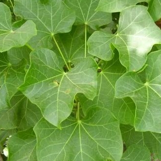 

daun jarak segar per 50 lembar
