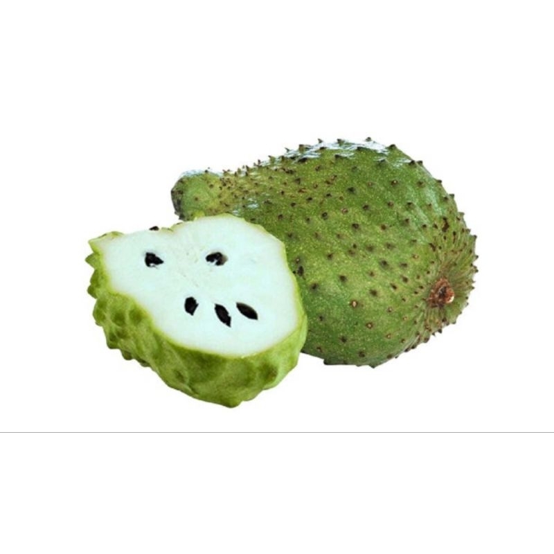 benih sirsak manis