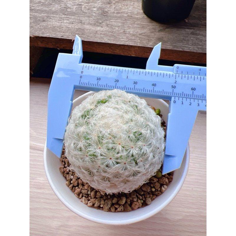 Kaktus Mamilaria Plumosa Kapas Besar on pot NKT 8 / Tanaman hias hidup Kaktus Sukulen Pontianak Tana