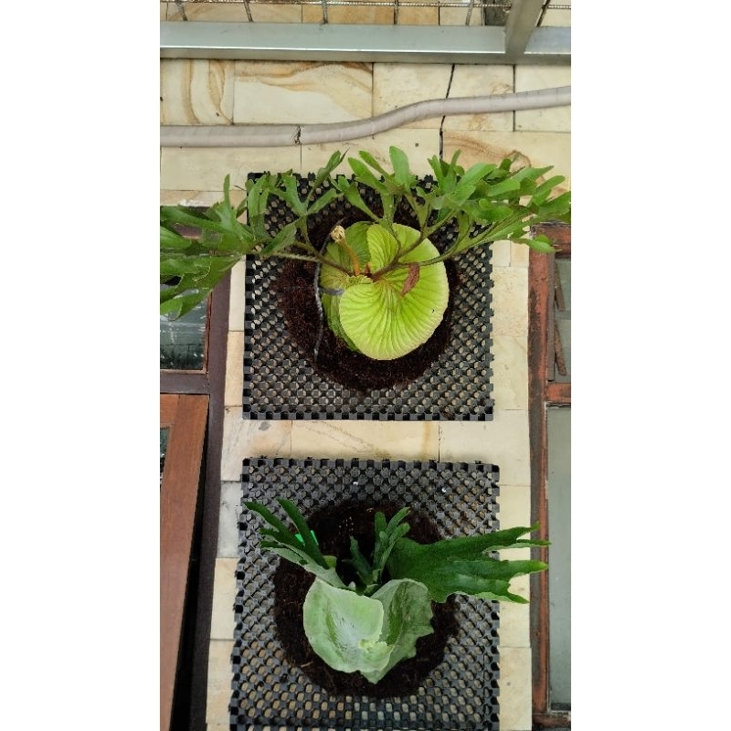 Simbar Menjangan Platycerium Ridleyi Besar