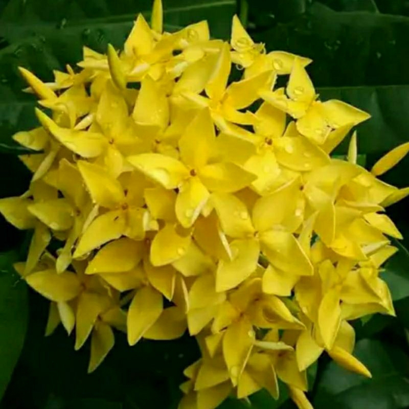 Bunga Taman Asoka Kuning Jepang