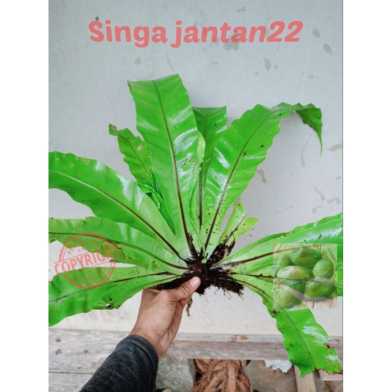 Kadaka jumbo hiasan taman dan aviary