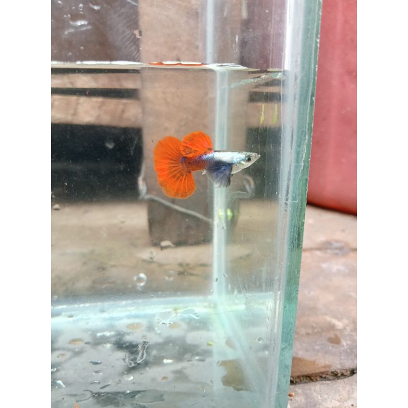 Guppy Prtde (platinum red tail Dumbo ear)