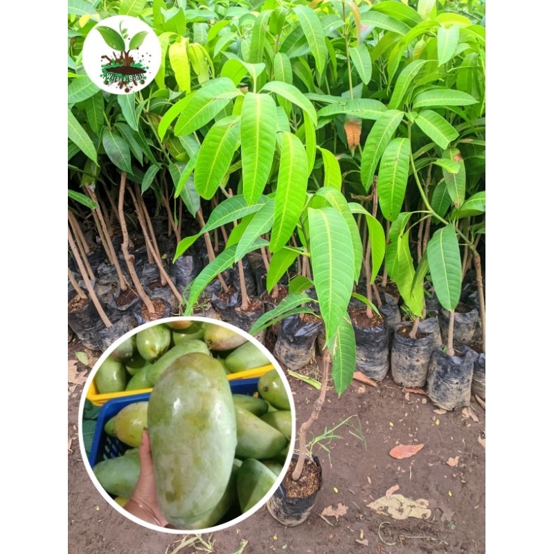 BIBIT MANGGA KIOJAY, 1 METER HASIL OKULASI