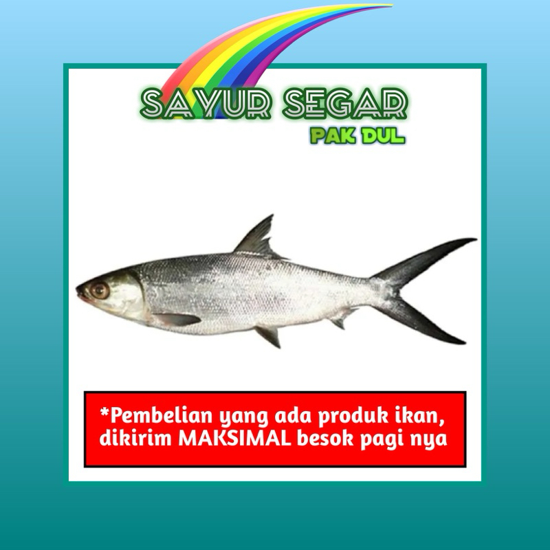 

Ikan Bandeng +-500gr