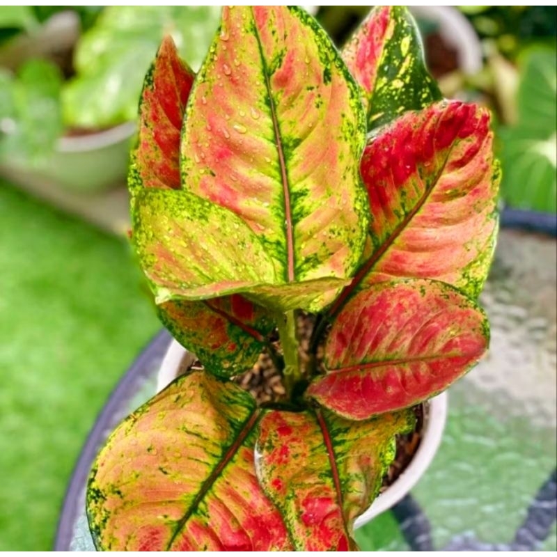 ( BISA COD ) Aglonema HengHeng Merah Mutasi Tanaman Hias Aglonema Aglaonema HengHeng Merah Mutasi Me