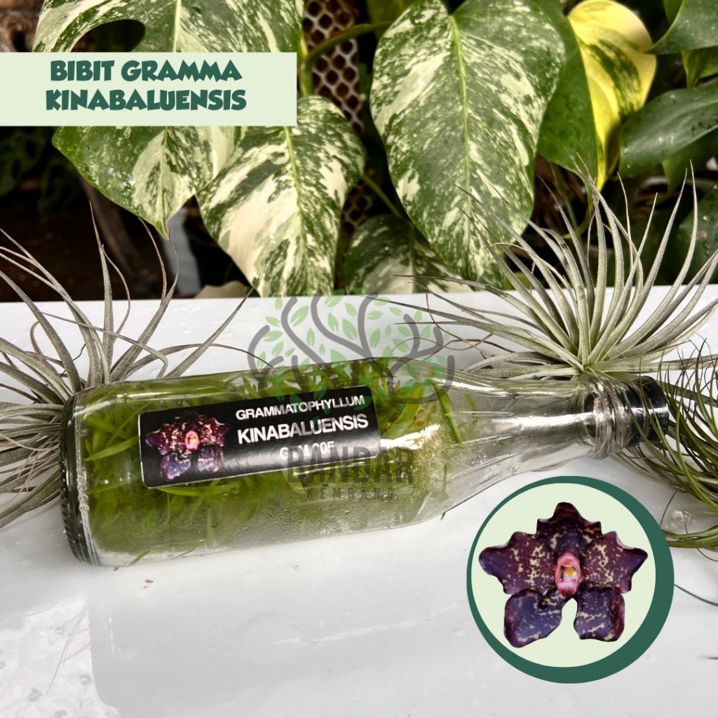 Botolan Anggrek Grammatophyllum KINABALUENSIS Bunga Corak Unik Langka