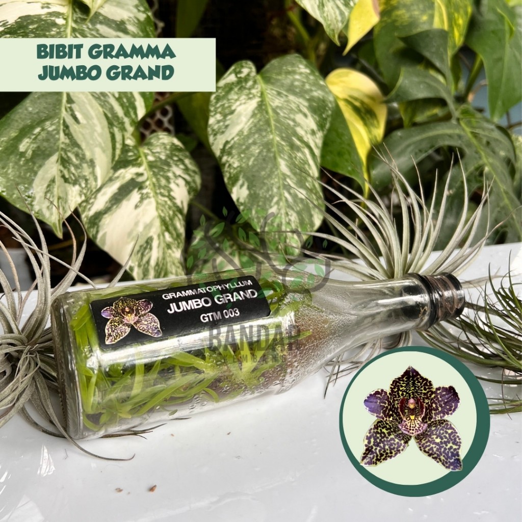 Anggrek Botol Grammatophyllum JUMBO GRAND Bunga Besar Harum