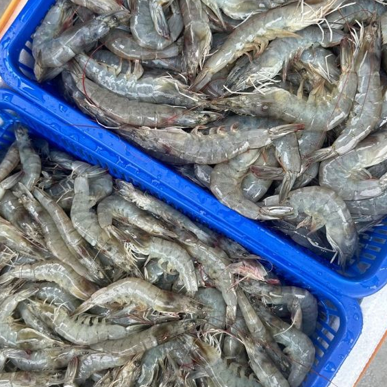 

Udang Segar Vaname 5-10kg Khusus Grosir Resto Fresh Dari Tambak