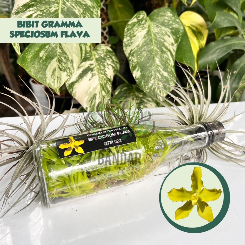 Bibit Anggrek Botol Gramma SPECIOSUM FLAVA Warna Kuning Totol Rare ID