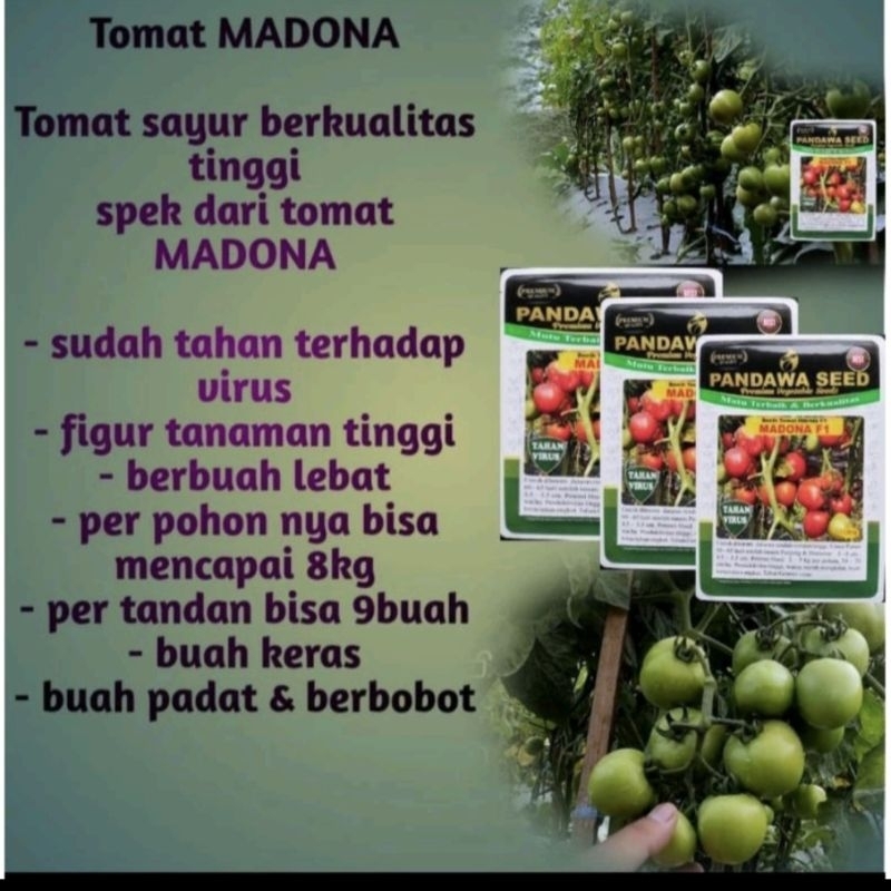 

MADONA F1