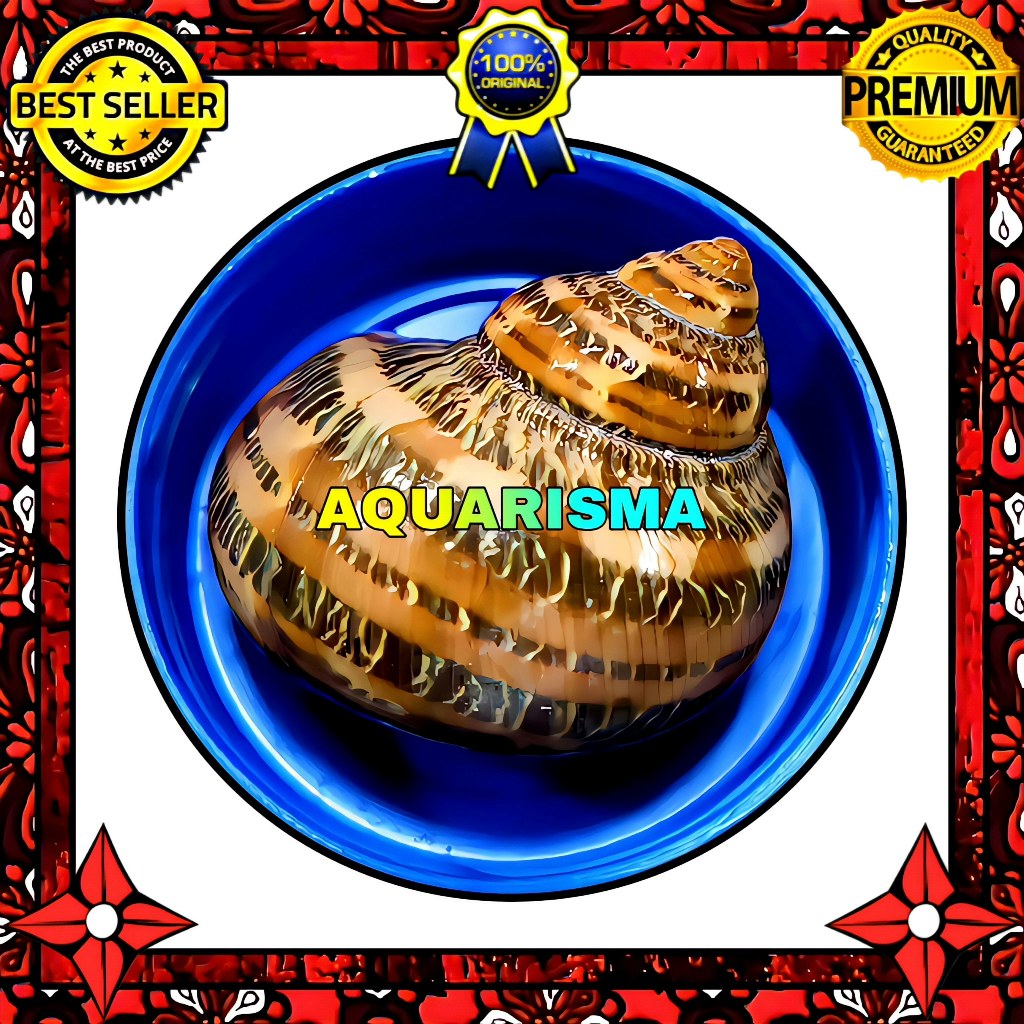 HIASAN DAN KOLEKSI - CANGKANG KEONG BROWN TURBO PETHOLATUS POLISH GRADE A+